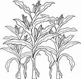 Corn Coloring Stalk Crops Drawing Stalks Pages Kids Clipart Printable Cornfield Cornstalk Clip Cob Colouring Farm Drawings Color Fall Sheets sketch template