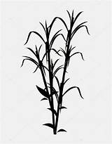 Sugarcane Silhouette Plant Drawing Vector Stock Illustration Clipartmag Depositphotos Paintingvalley sketch template