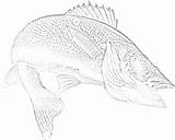 Coloring Walleye Fish Template sketch template