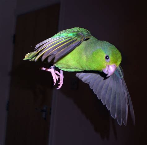 flight  miniture parrot  flight nicola snow flickr