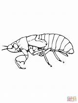 Coloring Cicada Nymph Pages Drawing Color Drawings Printable Template Silhouettes 07kb 1600px 1200 sketch template