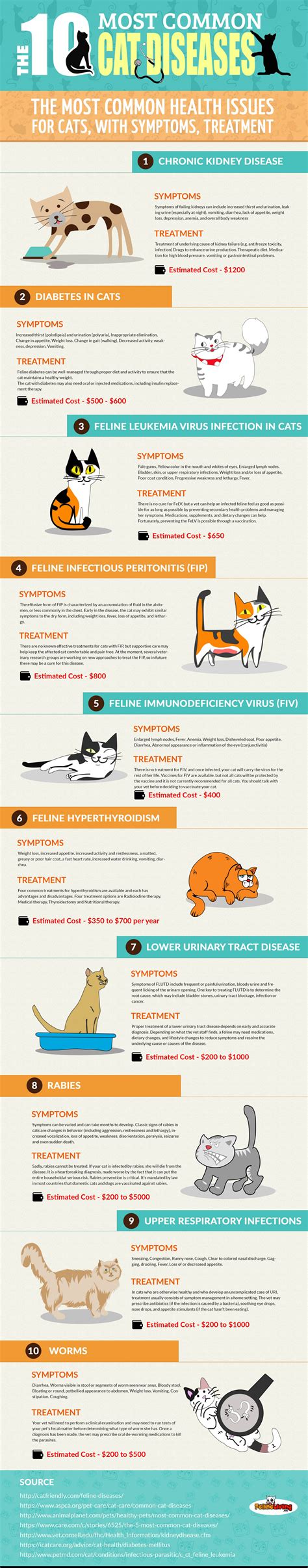 common cat diseases infographic  mummy toolbox