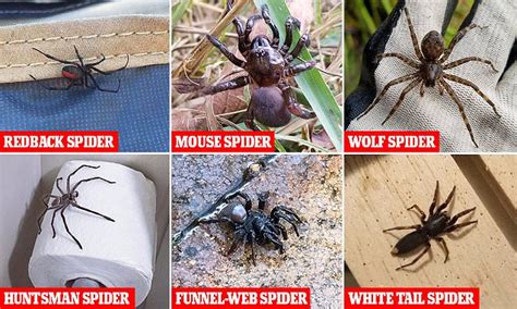 The Spiders That Can Kill You In Your Own Home
