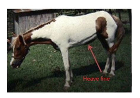 heaves  scratches  issues impacting senior horses part  heaves