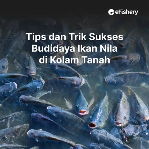 Tips Dan Trik Sukses Budidaya Ikan Nila Di Kolam Tanah
