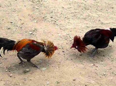 gallos de pelea
