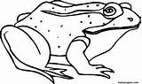 Frog Coloring Pages Printable Kids Frogs Sick Animal Clipart Print Colouring Color Getdrawings Library Popular sketch template