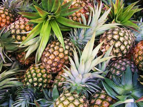 fresh pineapple   price inr  metric ton  pune maharashtra  shree rp impex