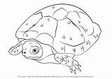 Turtle Draw Spotted Step Drawing Turtles Make Tortoises Tutorials Drawingtutorials101 sketch template