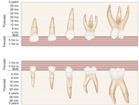 dental anatomy  primary teeth