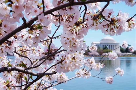 washington dc cherry blossoms safely
