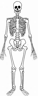 Skeleton Human Printable Body Template Kids Entering Teach Skeletons Kindergarten Soon Never Too sketch template
