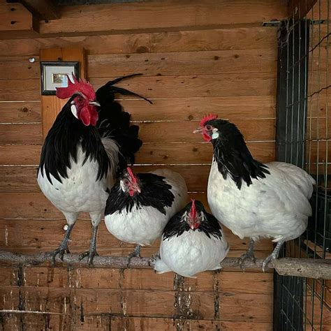 Top 9 Black And White Chicken Breeds With Pictures Laacib