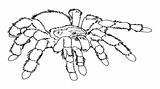 Coloring Tarantula Spider Pages Printable Halloween Drawing Colouring Scary Spiders Getdrawings Getcolorings Color Print sketch template