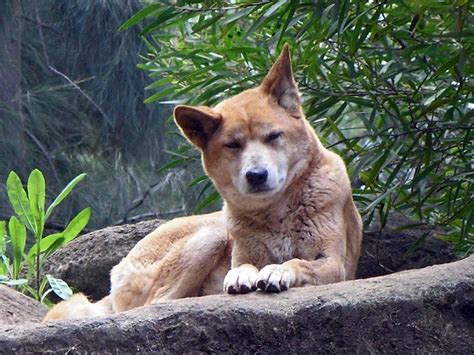 dingo wallpapers pics fun animals wiki  pictures stories