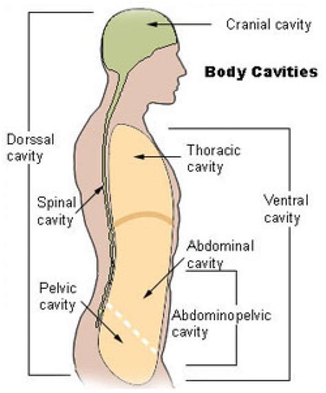 Body Cavity Flow Chart