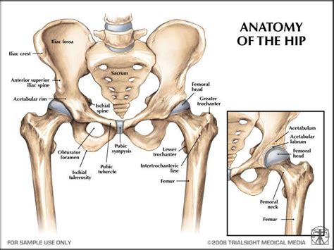 Cc 06 02 2011 — The Leg Or Hip Medical Anatomy Hip