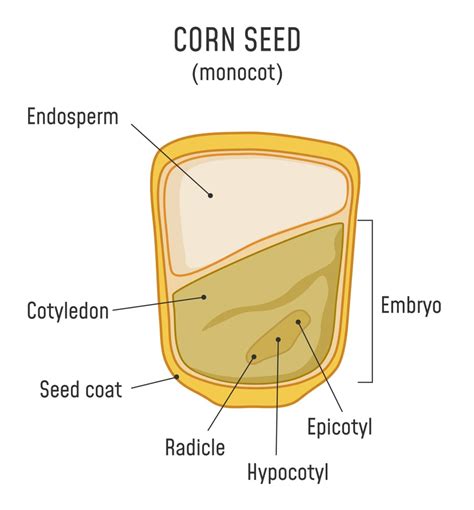 seed grow   plant