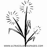 Dandelion Coloring Pages sketch template