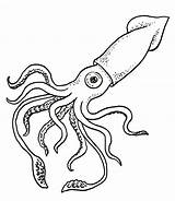 Squid Giant Drawing Coloring Pages Printable Color Choose Board Book Drawings sketch template