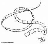 Tapeworm Drawing Getdrawings sketch template