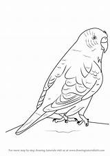 Budgie Budgerigar Parrot Budgies Drawingtutorials101 Simple Getdrawings sketch template