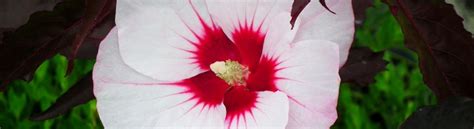 hibiscus moscheutos carousel jolly heart greenseasons