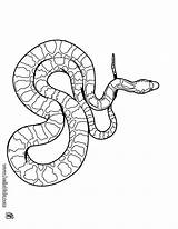 Cobra Colorare Ausmalen Vipera Disegni Serpientes Viper Hellokids Snakes Schlange Reptiles Rettili Kingsnake Serpiente Zeichnung Scarlet Lineart Schlangen Malvorlagen Erwachsene sketch template