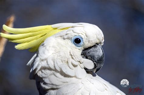photo captures  jeffery exotic  tropical triton cockatoo yellow head feathers nashville zoo