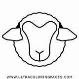 Sheep Cordero Schaf Borregos Oveja Ovejas Noun Ultracoloringpages 검색 sketch template