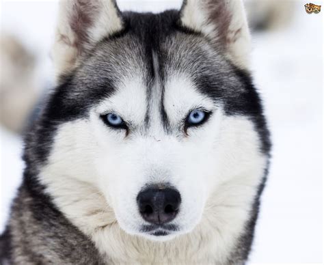 beautiful siberian husky dog   pictures