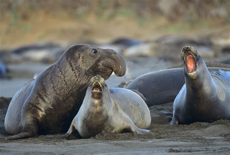 ano nuevo state park      elephant seals