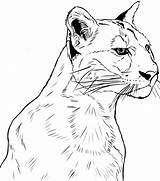 Cougar Coloring Pages Printable Color Onlinecoloringpages Sheet sketch template
