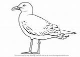 Gull Draw Backed Drawing Step Lesser Drawingtutorials101 Seabirds Tutorials sketch template