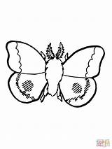 Moth Colorare Nocturnal Falena Luna Tarma Designlooter Coloringbay Categorie sketch template