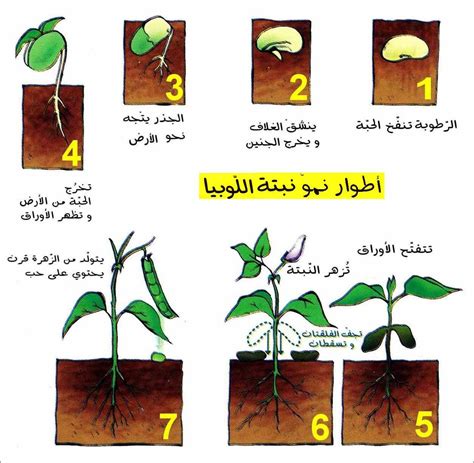 مراحل نمو النبات