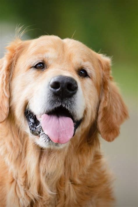 head shot  golden retriever   interested goldenretriever