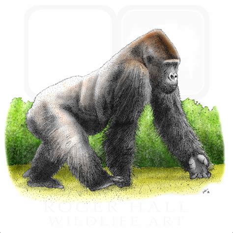 western lowland gorilla signed fine art print inkart