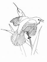 Coloring Pages Blackbird Red Winged Birds Waxwing Cedar Thrush Printable Drawing Categories sketch template