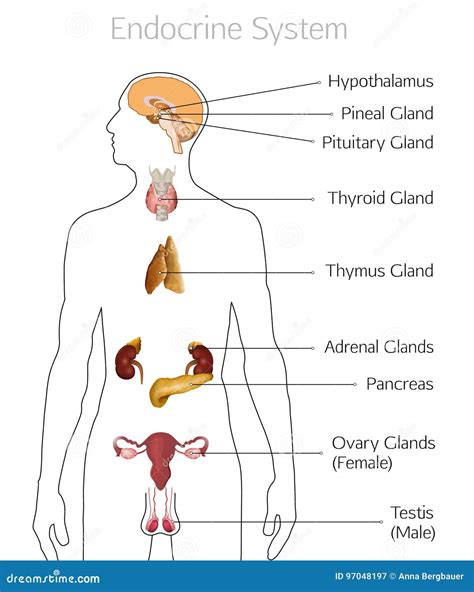 image de systeme endocrinien illustration de vecteur illustration du soin anatomie