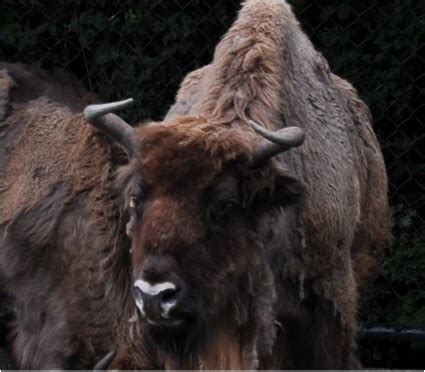 breeding  blog confirmed  wisent   aurochs hybrid