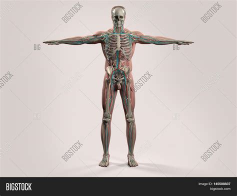 human anatomy showing image photo  trial bigstock