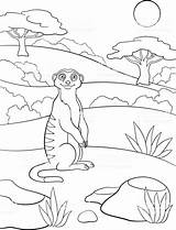 Coloring Pages Meerkat Vector Cute Popular Vectorified sketch template