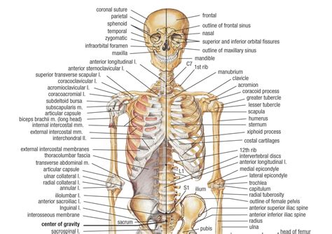 anatomi tubuh manusia mengetahui sistem  struktur tubuh manusia