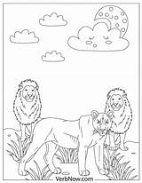 Lions Lion sketch template