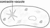 Contractile Vacuole Biology Paramecium Water Peace Cell Choose Board sketch template
