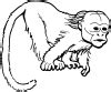 monkey coloring pages