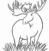 Moose Coloring sketch template