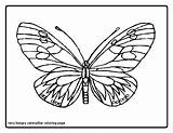 Butterfly Coloring Pages Hungry Caterpillar Getdrawings Cocoon sketch template