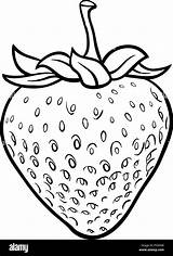 Fragola Strawberry sketch template